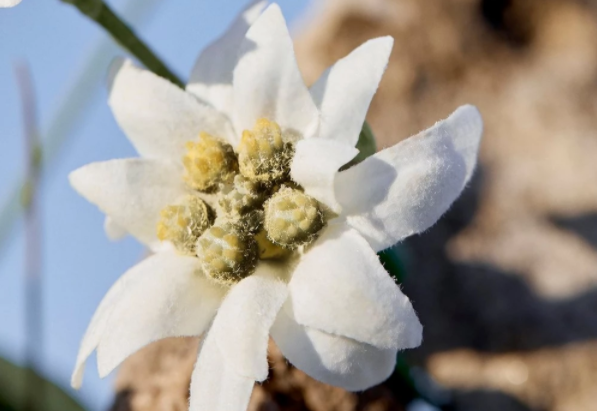 Superingrediensen blomsten edelweiss