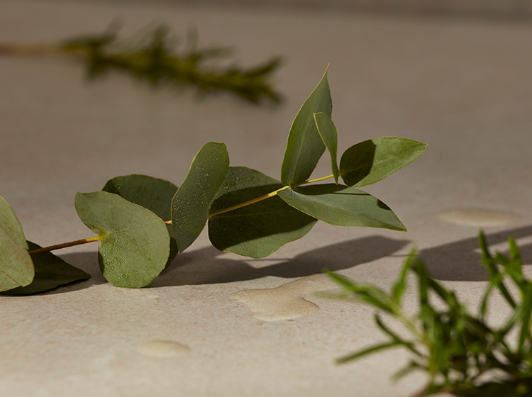 Eukalyptus, ingrediens i Breathe-serien