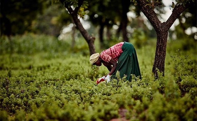 Kvinne plukker Tea Tree